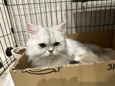 ミヌエット【・女の子・2022年8月15日・シェーテッドトーティシェル】