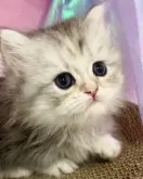 ミヌエット(短足)【千葉県・女の子・2023年6月23日・シルバーパッチドタビー】の写真2