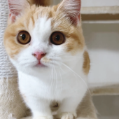 マンチカン【・女の子・2022年2月6日・クリームタビー&ホワイト】