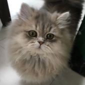 ミヌエット【・女の子・2021年8月31日・ブルークリーム】