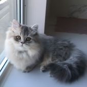 ミヌエット【・女の子・2021年8月31日・ブルークリーム】