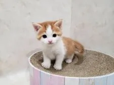 マンチカン(長足)【千葉県・男の子・2021年12月31日・レッドタビー&ホワイト】の写真3