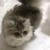 ミヌエット【・女の子・2021年8月31日・ブルークリーム】