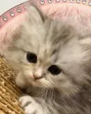 ミヌエット(短足)【千葉県・女の子・2023年6月23日・シルバーパッチドタビー】の写真5