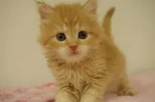 スコティッシュフォールド(立ち耳)【千葉県・男の子・2019年6月6日・レッドタビー】の写真5