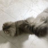 ミヌエット【・女の子・2021年8月31日・ブルークリーム】