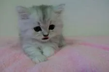 ミヌエット【千葉県・男の子・2020年4月2日・シルバータビー】の写真5