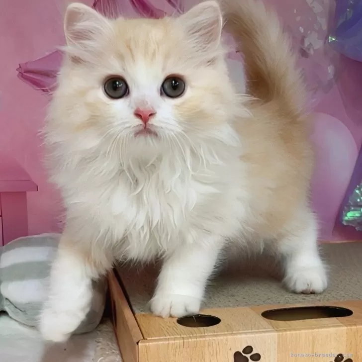 ID:2505-01514の子猫