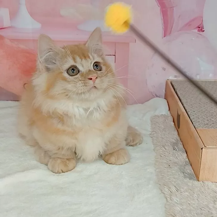 マンチカン(短足)【千葉県・男の子・2025年7月26日・レッドタビー】の写真1