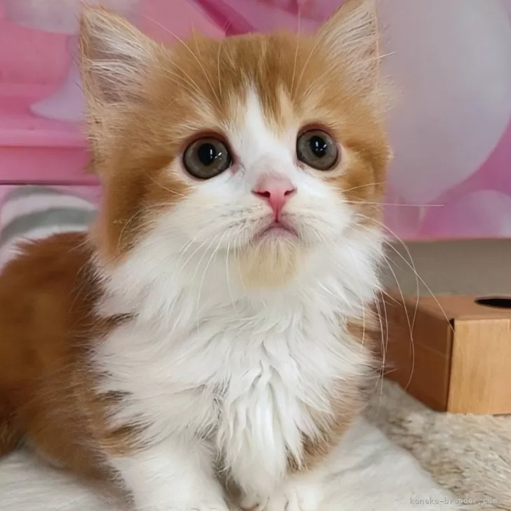 ID：2505-02616の子猫