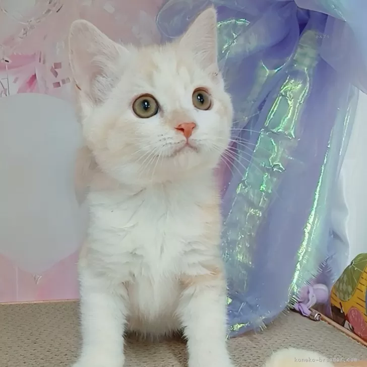M.T 様のお迎えした子猫