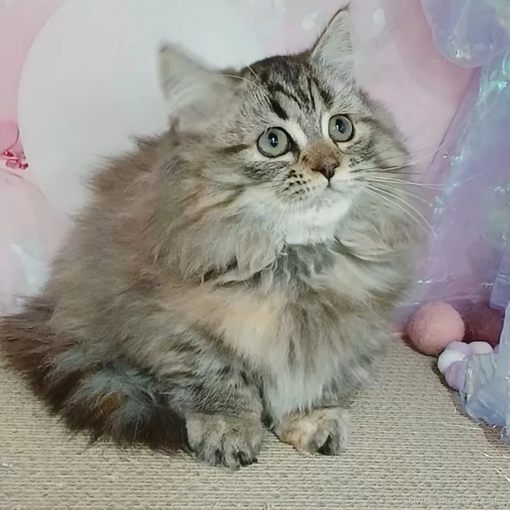 マンチカン(短足)【千葉県・女の子・2025年8月14日・ブラウンパッチドタビー】の写真1