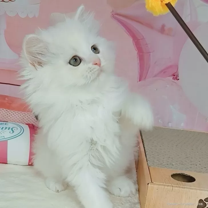 ID：2509-01808の子猫