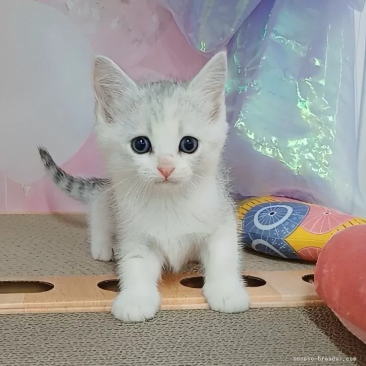 ID：2508-02313の子猫