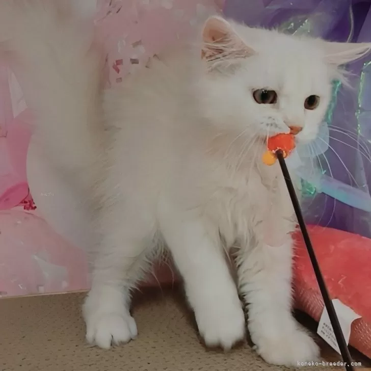 ID:2507-02575の子猫