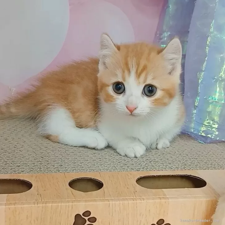 キキ 様のお迎えした子猫
