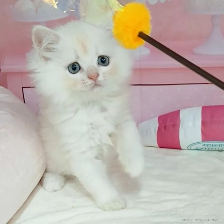 ID：2509-00940の子猫