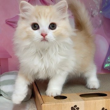 マンチカン(長足)【千葉県・女の子・2025年3月8日・クリームタビー&ホワイト（ロングヘア）】の写真「猫コロナ（FIP）ウイルスフリー」