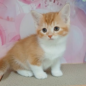 キンカロー【千葉県・男の子・2025年7月2日・レッドタビー&ホワイト（ショートヘア）】の写真「サマーセール🍉開催中！きつね君」