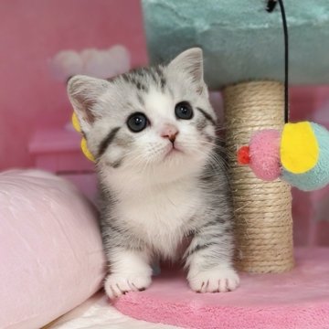 マンチカン(短足)【千葉県・男の子・2025年2月18日・シルバータビー&ホワイト（ショートヘア）】の写真「くりくり短足！猫腸コロナウイルスフリー」