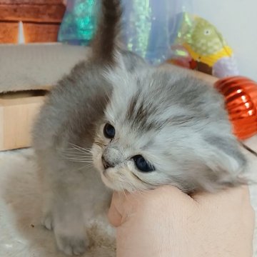 マンチカン(長足)【千葉県・男の子・2025年10月27日・シルバータビー&ホワイト（ロングヘア）】の写真「FIPコロナウイルスフリー。両親遺伝子検査済み✨」