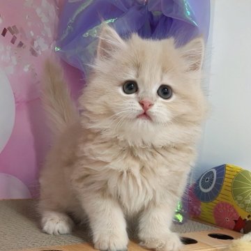 マンチカン(長足)【千葉県・女の子・2025年3月12日・クリームタビー（ロングヘア）】の写真「猫コロナ（FIP）ウイルスフリー」