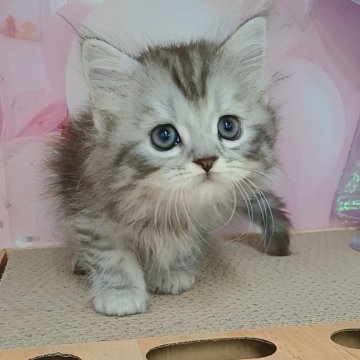 マンチカン(長足)【千葉県・男の子・2025年7月5日・シルバータビー（ロングヘア）】の写真「サマーセール🍉開催中！タレ目君」