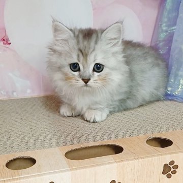 マンチカン(短足)【千葉県・女の子・2025年7月28日・シルバーパッチドタビー（ロングヘア）】の写真「サマーセール🍉小ぶりでもきゅもきゅ！」