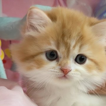 マンチカン(長足)【千葉県・男の子・2025年2月14日・レッドタビー&ホワイト（ロングヘア）】の写真「猫腸コロナウイルスフリー&両親遺伝子検査クリア」