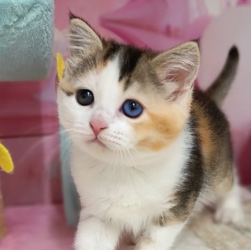 マンチカン(長足)【千葉県・女の子・2025年2月18日・キャリコ（ショートヘア）】の写真「オッドアイ⭐︎猫腸コロナウイルスフリー」