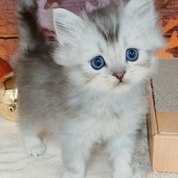 マンチカン(長足)【千葉県・男の子・2025年10月27日・シルバータビー&ホワイト（ロングヘア）】の写真「FIPコロナウイルスフリー。両親遺伝子検査済み✨」