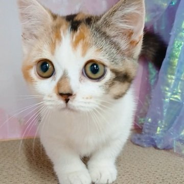 マンチカン(短足)【千葉県・女の子・2025年7月25日・キャリコ（ショートヘア）】の写真「サマーセール🍉大きなお目々の女の子」
