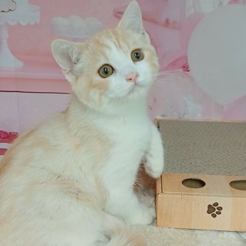 マンチカン(長足)【千葉県・男の子・2025年7月1日・クリームタビー&ホワイト（ショートヘア）】の写真「サマーセール🍉かまちょ君」