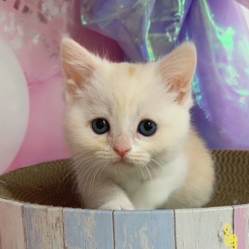 ミヌエット(長足)【千葉県・男の子・2025年2月20日・クリームタビー（ショートヘア）】の写真「猫コロナ（FIP）ウイルスフリー」