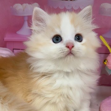 マンチカン(短足)【千葉県・男の子・2024年11月13日・クリームタビー&ホワイト（ロングヘアー）】の写真「両親遺伝子検査済み&猫コロナフリー♪」