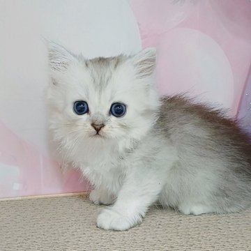 マンチカン(長足)【千葉県・女の子・2025年6月13日・シルバータビー&ホワイト（ロングヘア）】の写真「サマーセール🍉開催中」
