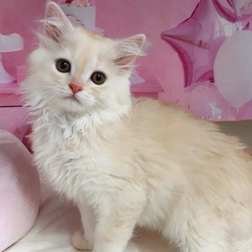 ミヌエット(長足)【千葉県・男の子・2025年4月4日・クリームタビー（ロングヘア）】の写真「サマーセール🍉お値段見直し♪」