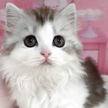 マンチカン(短足)【千葉県・男の子・2025年2月22日・ブラックスモークタビー&ホワイト（ロングヘア）】の写真「猫コロナ（FIP）ウイルスフリー」