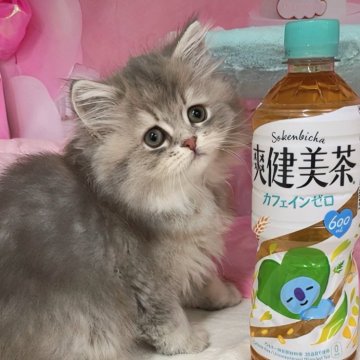 ミヌエット【千葉県・女の子・2024年11月14日・ブルークリーム（ロングヘアー）】の写真「お写真更新⭐︎両親遺伝子検査済み&猫コロナフリー♪」