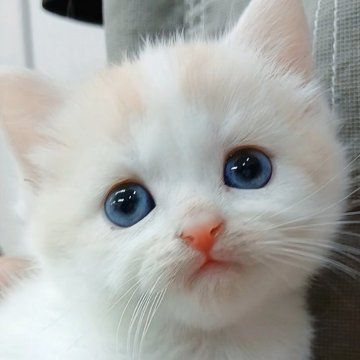 マンチカン(長足)【千葉県・男の子・2025年10月25日・クリームタビー&ホワイト（ショートヘア）】の写真「まる顔甘えん坊！両親遺伝子検査済み✨」