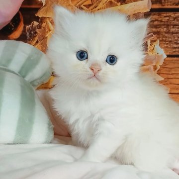 マンチカン(長足)【千葉県・男の子・2025年10月20日・シェルクリーム（ロングヘア）】の写真「FIPコロナウイルスフリー。両親遺伝子検査済み✨」