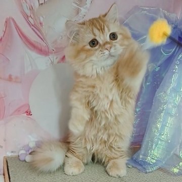 マンチカン(短足)【千葉県・女の子・2025年6月12日・レッドタビー(ロングヘア)】の写真「お値段見直し♪小柄なおっとり君」