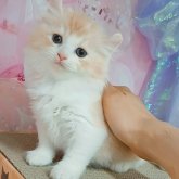キンカロー