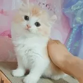 キンカロー