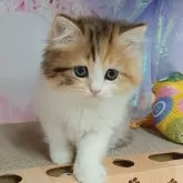 マンチカン(長足)
