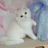 マンチカン(長足)