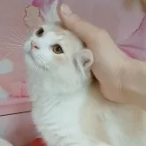 キンカロー