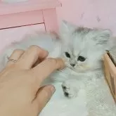 ミヌエット(短足)