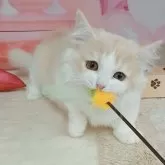マンチカン(短足)