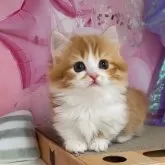 マンチカン(短足)
